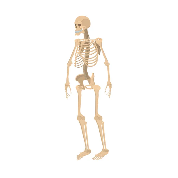 Skeleton Human Skeleton Vector Illustration — Stock Vector