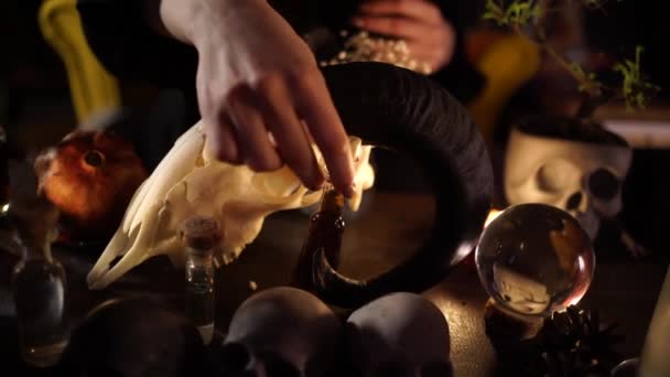 Session of black magic with the skull of a goat by candlelight — Stock Video