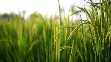 Yeşil kulaklar tarlada yakın plan çekilmiş.