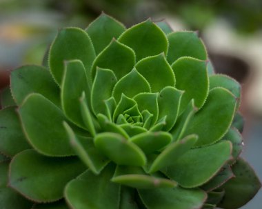 Echeveria sulu çiçekli bitkiler. Renkli doğal roset deseni.