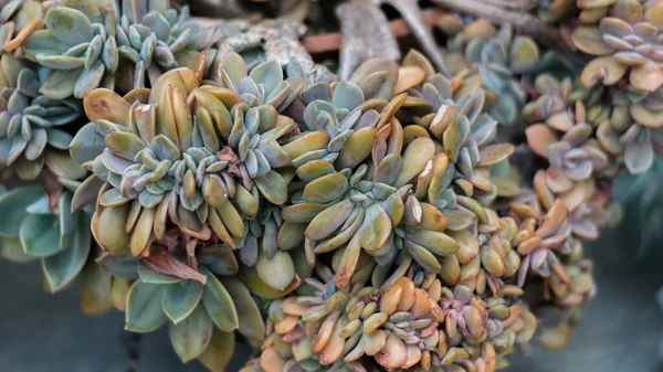 Sedum Succulent Növény Közelkép — Stock Fotó