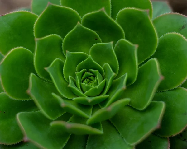 Echeveria Piante Fiore Succulente Colorato Motivo Rosetta Naturale — Foto Stock