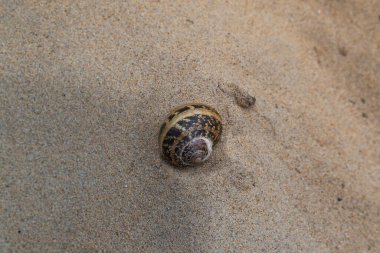 Yaz günü kumsalda deniz kabuğu