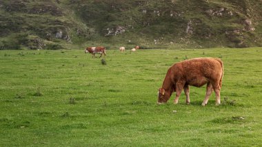 Kahverengi inekler güneşli bir günde tarlada. Donegal İlçesi, İrlanda.