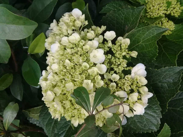 Hydrangea Serrata Flowers Close Shot Gambar — Stok Foto