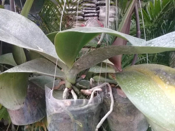 Orchideenknospen Nahaufnahme Bild — Stockfoto