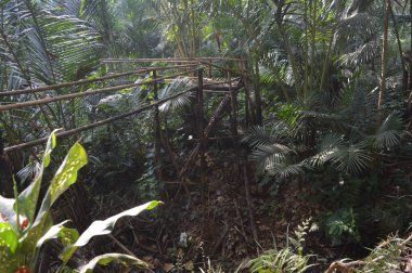 Kırık bambu köprüsü. Bambudan yapılmış köprü.