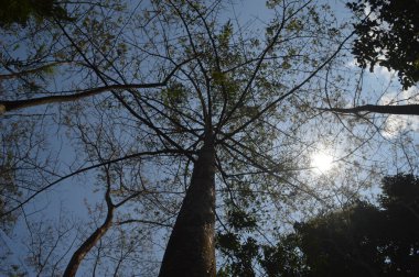 Ormanın ortasında büyük bir ağaç. Düşük açı görünümü