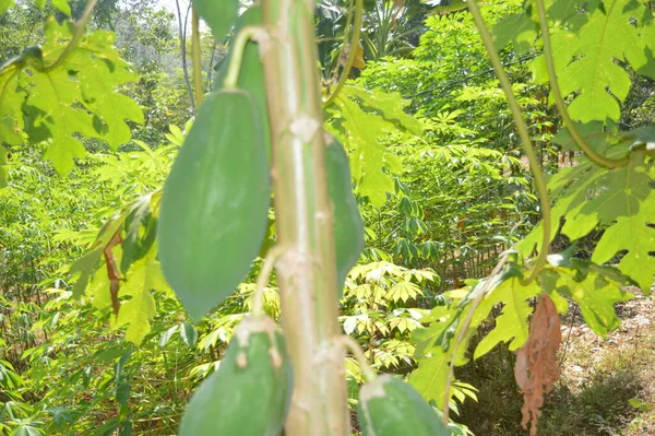 Papaya fruit on papaya tree in field.