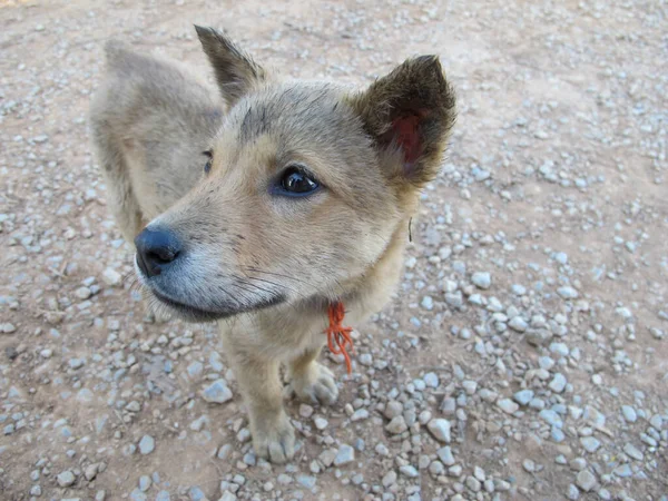 Close up brown dog with black nose and mouth looking on side