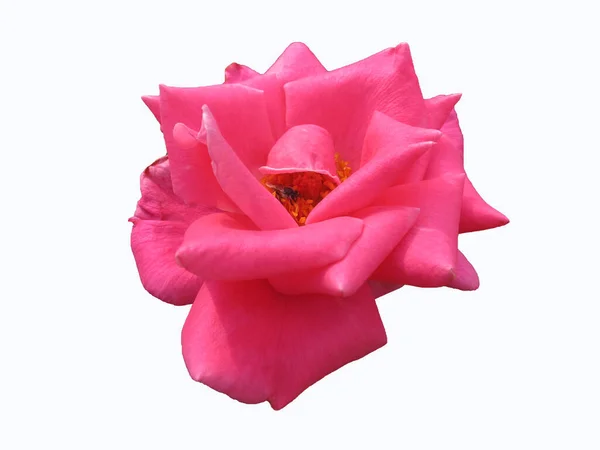            Beyaz yalıtılmış arka planda böceği olan parlak pembe gülü kapat                    