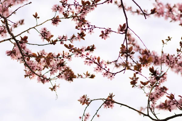 Kiraz Çiçeği Dalları Deseni. Görüntü editoryal ya da ticari olarak kullanılabilir.