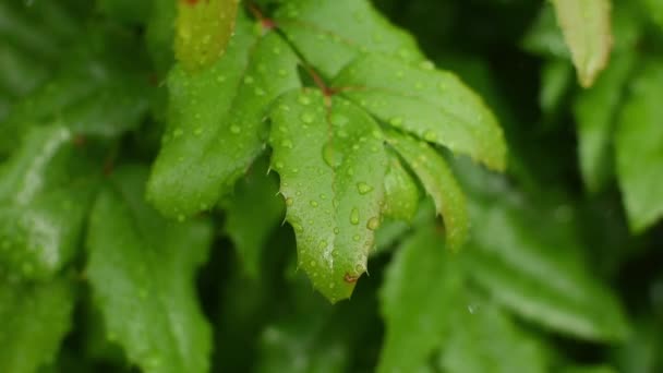 大雨滴落在一片树叶上 视频可用于编辑或商业用途 — 图库视频影像