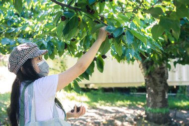 Asyalı İşçi kiraz bahçesinden meyve topluyor