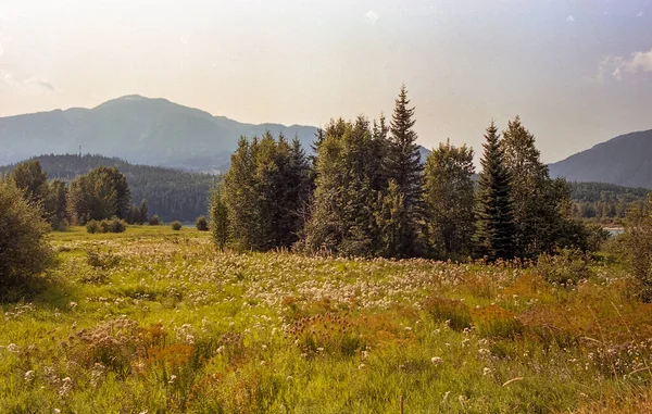 Dağlarda sonbahar, Revelstoke, BC, Kanada yakınlarında çim ve çiçek tarlaları. Görüntü editoryal ya da ticari olarak kullanılabilir.