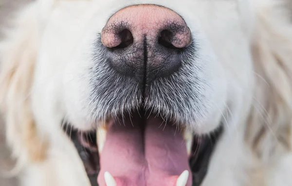 dog pink nose and mustache close-up, his mouth is open and white wool