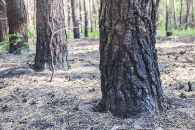 Ormanda yanmış ağaçlar ve ön planda odaklanma