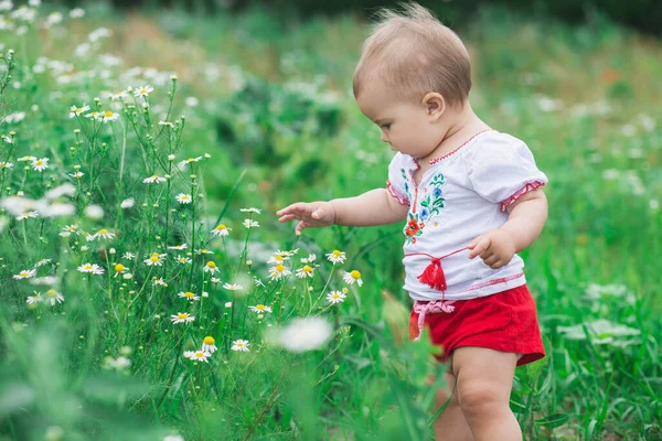 Όμορφο Μωρό Ένα Λευκό Πουκάμισο Μαζεύοντας Λουλούδια Στον Τομέα — Φωτογραφία Αρχείου