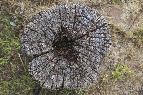 Ormanın Içinde Bir Boşluk Olan Eski Çürümüş Ağaç Gövdesi — Stok fotoğraf