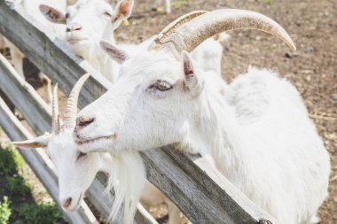 Ahşap bir ağıldaki keçiler çiftlikteki korkuluklardan gözetliyor.
