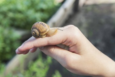 Salyangoz kabuğundan çıktı ve eline oturdu.