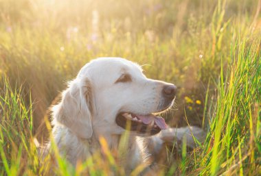 Beyaz golden retriever gün batımında uzun otların üzerinde uzanıyor.