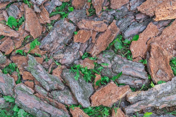 Çimlerin Üzerinde Duran Büyük Ağaç Kabuğu Parçalarının Arka Planı — Stok fotoğraf