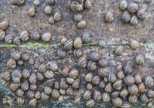 Muchos Caracoles Sientan Escudo Madera Granja Donde Cultivan — Foto de Stock