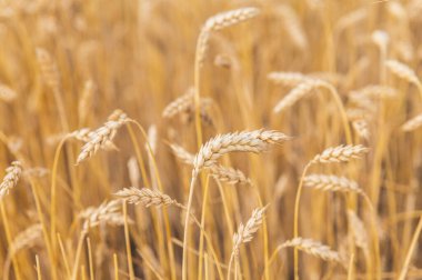 Altın renkli olgun buğday tarlası, ön plana odaklan.