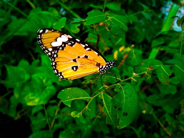 Pequeña Mariposa Sobre Hojas Verdes — Foto de Stock