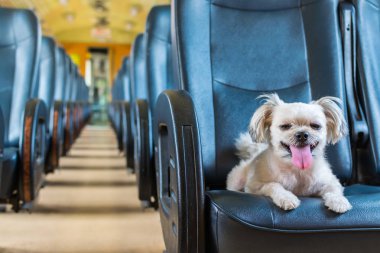 Köpek bej renginde, Shih-Tzu, Pomeranian ve Poodle 'ın karışımı bir köpek. Tren vagonunda araba koltuğunda. Eski tarz. Tatil gezisi için bekle.