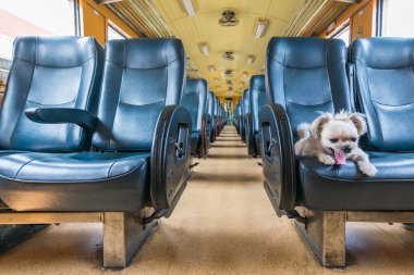 Köpek bej renginde, Shih-Tzu, Pomeranian ve Poodle 'ın karışımı bir köpek. Tren vagonunda araba koltuğunda. Eski tarz. Tatil gezisi için bekle.