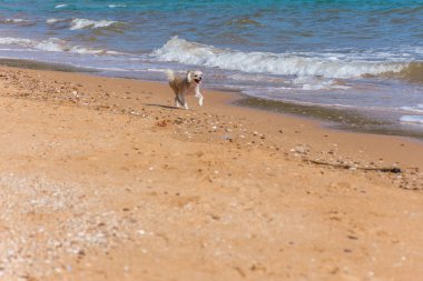 Köpek doğurmak Shih-Tzu, Pomeranian ile karıştırılmış şirin bej renk ve mutlu eğlenceli ile plaj üzerinde çalışan fino köpeği ne zaman seyahat deniz ile plaj tatil
