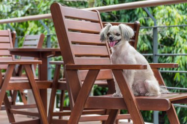 Karışık doğurmak Shih-Tzu, Pomeranian ve sandalyede oturan ve Cafe kahve dükkanı veya fırın dondurma Restoran ilgi ile seyir bir şey kaniş köpek çok şirin