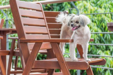 Karışık doğurmak Shih-Tzu, Pomeranian ve sandalyede oturan ve Cafe kahve dükkanı veya fırın dondurma Restoran ilgi ile seyir bir şey kaniş köpek çok şirin