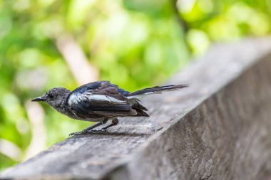 Kat vahşi doğada kuş (oryantal Saksağan-robin ya da Copsychus saularis) erkek siyah ve beyaz renk tünemiş