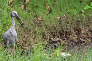 Bir su birikintisi veya vahşi doğada su kuşu (Anastomus oscitans veya Ciconiidae) beyaz renkte