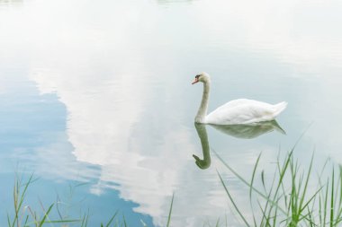 Kuş (kuğu, sessiz kuğu veya kuğu) beyaz renk Yüzme bir su birikintisi veya vahşi doğada su