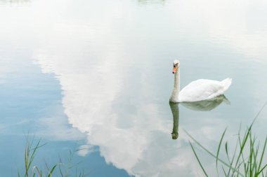 Kuş (kuğu, sessiz kuğu veya kuğu) beyaz renk Yüzme bir su birikintisi veya vahşi doğada su
