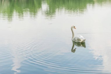 Kuş (kuğu, sessiz kuğu veya kuğu) beyaz renk Yüzme bir su birikintisi veya vahşi doğada su