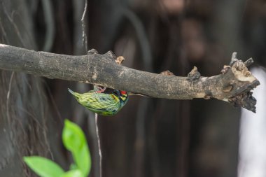 Kuş (Coppersmith kaniş, Kızıl göğüslü kaniş, Coppersmith, Megalaima haemacephala) sarı, yeşil ve kırmızı renk tünemiş vahşi doğada bir ağaç üzerinde