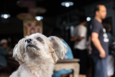 Karışık doğurmak Shih-Tzu, Pomeranian ve seyir vasıl bir şey ilgi ile tatil seyahat ederken kaniş köpek çok şirin