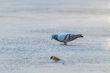 Kuş (güvercin, güvercin veya anlam ayrımı) güvercinler ve güvercin büyük olasılıkla bir şehir içinde dünyanın en yaygın belgili tanımlık kuş are