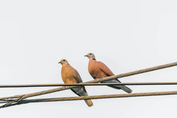 Kuş Güvercin Güvercin Veya Anlam Ayrımı Güvercinler Güvercin Büyük Olasılıkla — Stok fotoğraf