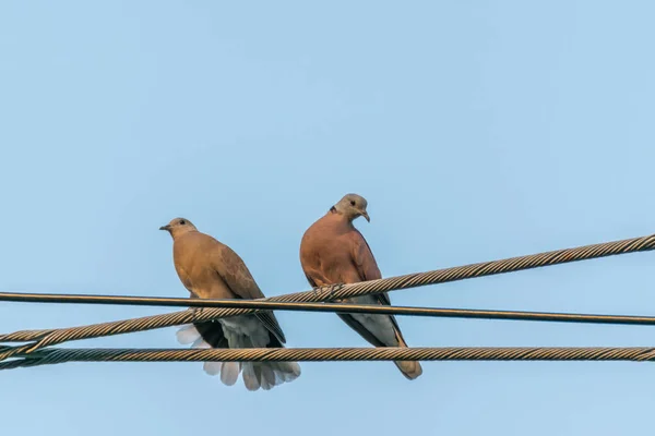 Pássaro Pomba Pombo Desambiguação Pombos Pombas São Provavelmente Aves Mais — Fotografia de Stock