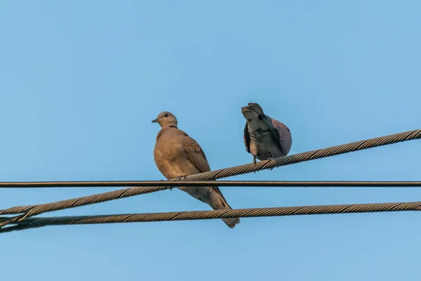 Kuş Güvercin Güvercin Veya Anlam Ayrımı Güvercinler Güvercin Büyük Olasılıkla — Stok fotoğraf