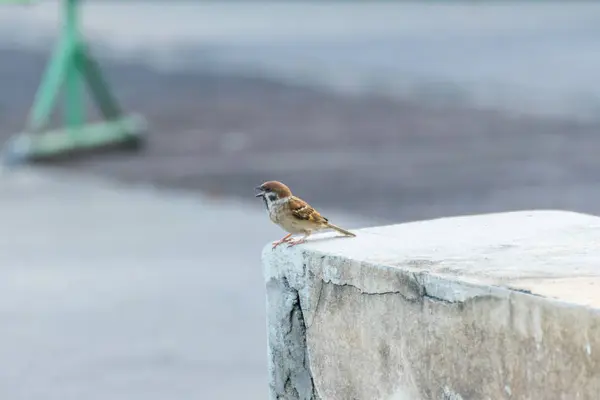 Πουλί Ευρασιατική Tree Sparrow Passer Montanus Είναι Ένα Μικρόπουλων Πουλί — Φωτογραφία Αρχείου