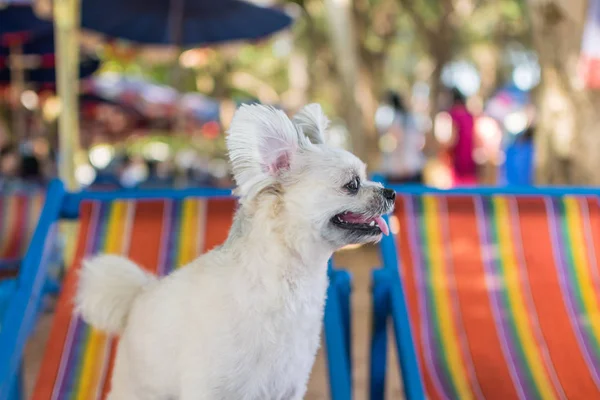 Perro Tan Lindo Color Beige Raza Mixta Con Shih Tzu — Foto de Stock