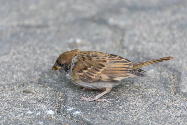 豊かな栗の王冠とスズメのスズメ目の鳥であり うなじとそれぞれの純粋な白い頬に黒いパッチは野生の自然の木に腰掛け鳥 スズメ スズメ — ストック写真