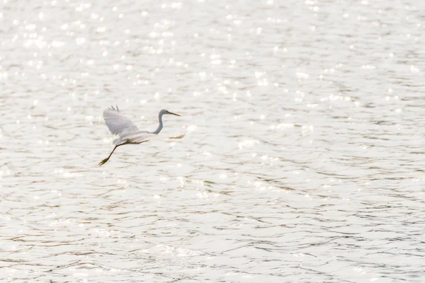 卤水或白鹭 在自然野生池塘或水中的白色颜色 — 图库照片